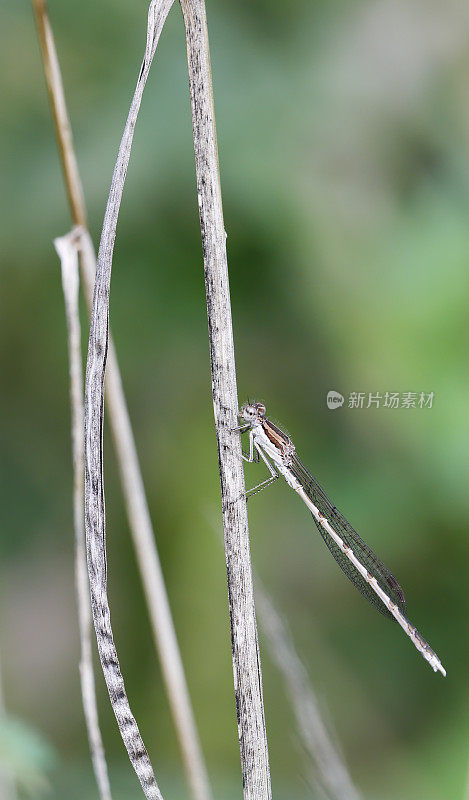 普通冬青雀(fusecma fusca)